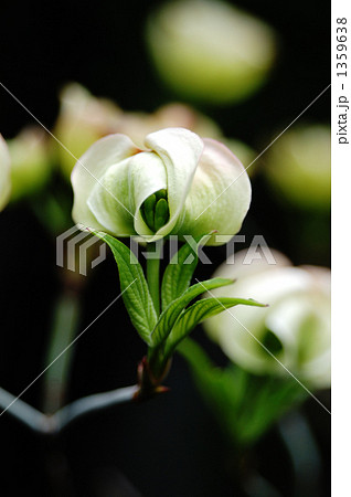 ハナミズキ 1359638