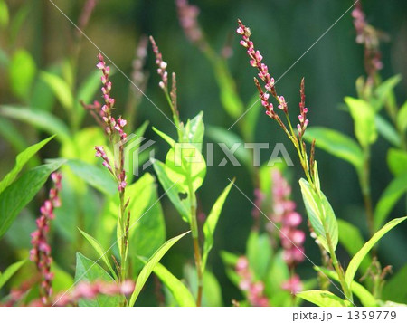 10月　アイ・タデ科01 1359779