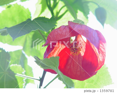 10月 アブチロン・アオイ科03 10月 アブチロン・アオイ科03 1359781