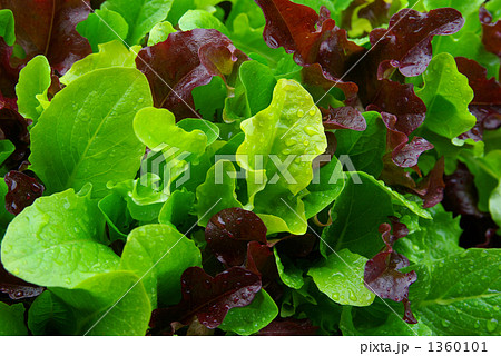 ミックスレタス ミックスレタス 1360101
