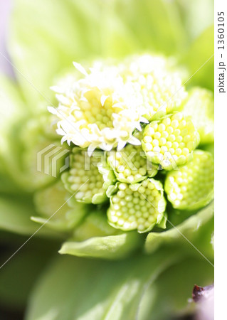 ふきのとう 1360105