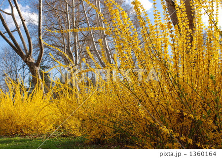 レンギョウの花 レンギョウの花 1360164