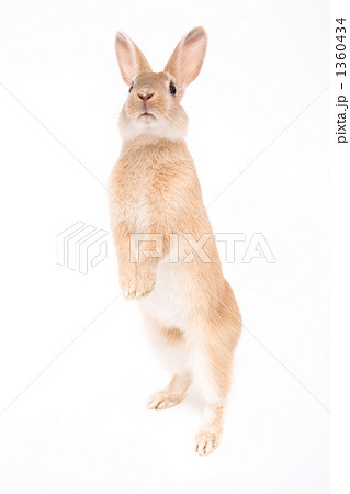 背伸びするウサギの写真素材