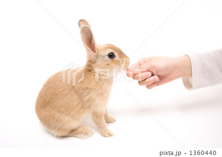 人参を食べる子ウサギの写真素材