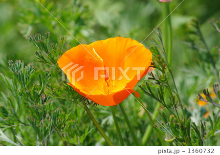 オレンジ色の花菱草 オレンジ色の花菱草 1360732