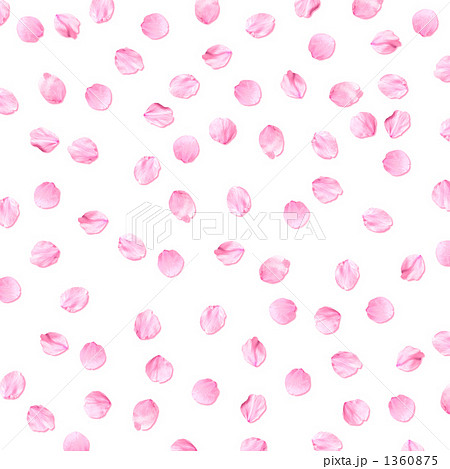 桜の花びら背景白の写真素材