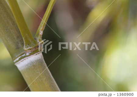 庭でのひととき 1360900