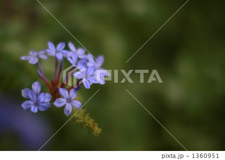 プランバーゴ 1360951