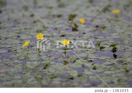 Nymphoides peltata 1361035