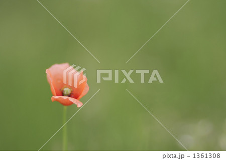 Papaver dubium 1361308