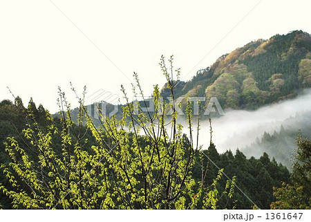 日の出の霧 1361647