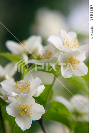 バイカウツギ バイカウツギ 1361867