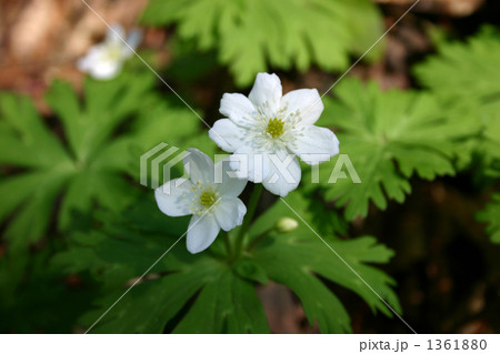 ニリンソウ 1361880