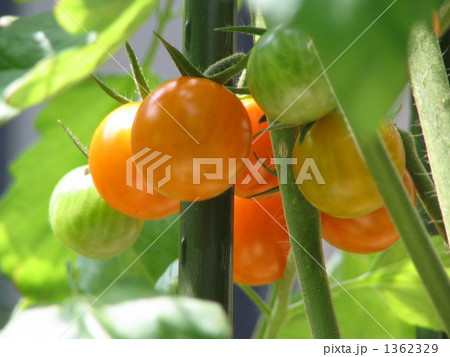 イタリアントマト 1362329