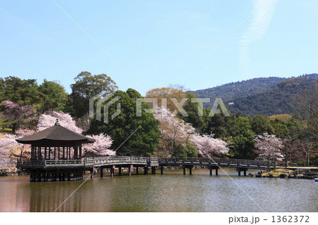 春の浮見堂 1362372