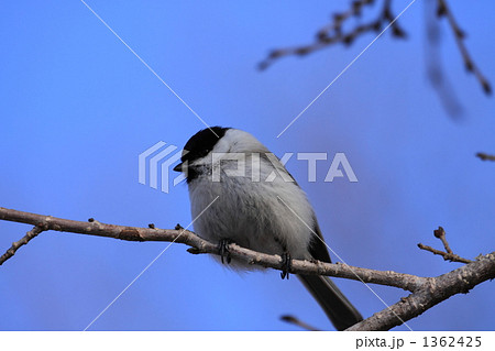 ハシブトガラ 1362425