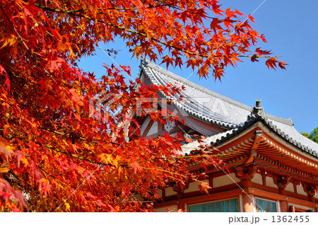 モミジと金堂 1362455