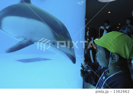 イルカ イルカ 1362662