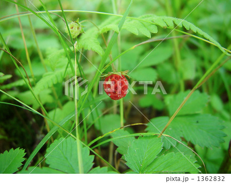 野生のイチゴ 1362832