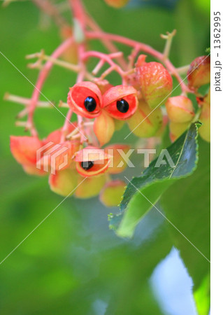 ゴンズイの実 ゴンズイの実 1362995