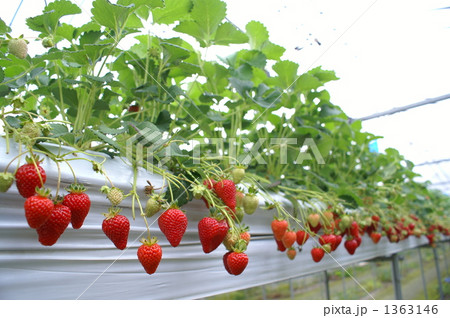 畑のルビー 1363146