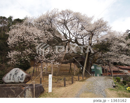 三隅大平桜の写真素材