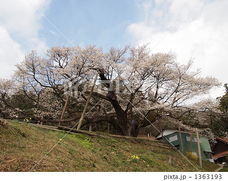 三隅大平桜 1363193