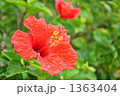 雨のハイビスカス 1363404