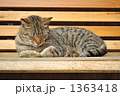 お昼寝 1363418