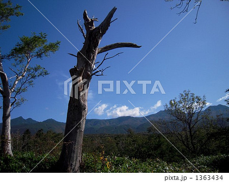 知床の老木 1363434