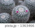 サボテンの花 1363466