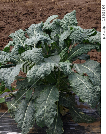 クロキャベツ クロキャベツ 1363534