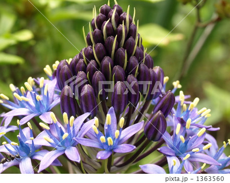 シラー・ペルビアナ 紫 シラー・ペルビアナ 紫 1363560