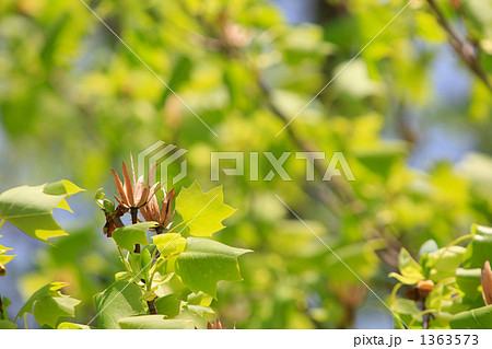 ユリノキの新緑とチューリップ形の実 1363573