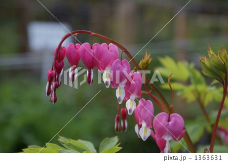 華鬘草　ケマンソウ　鯛釣り草　タイツリソウ 1363631