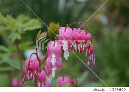 華鬘草　ケマンソウ　鯛釣り草　タイツリソウ 1363640