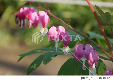 華鬘草