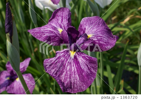 花菖蒲　伽陵頻迦 1363720