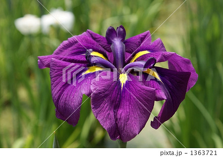 花菖蒲　鬼ヶ島 1363721