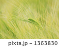 麦の穂（むぎのほ） 1363830