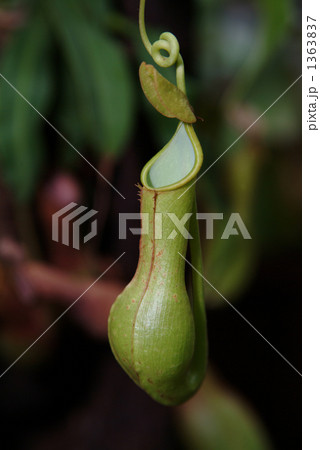 ウツボカズラ ウツボカズラ 1363837