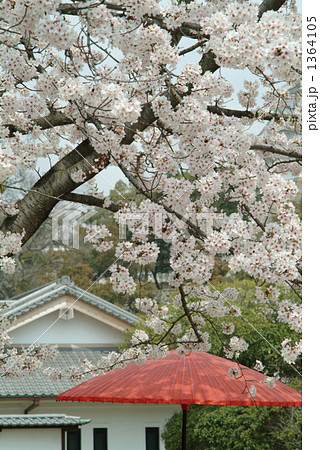 和傘と桜 1364105