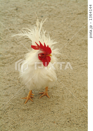 移動動物園の鶏 1364144