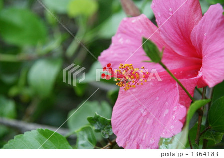 Flower　#03 1364183