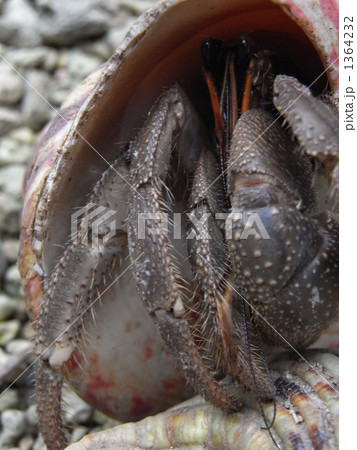 顔を出したオカヤドカリ 顔を出したオカヤドカリ 1364232