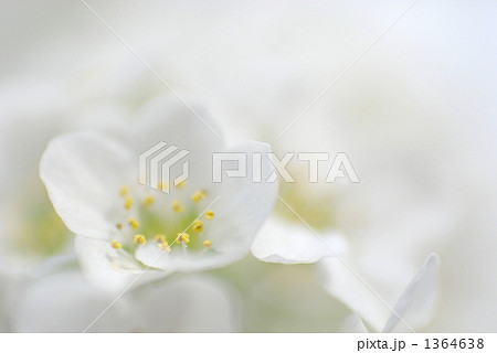 Spiraea cantoniensis 1364638