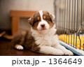 仔犬 1364649