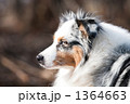 1364663