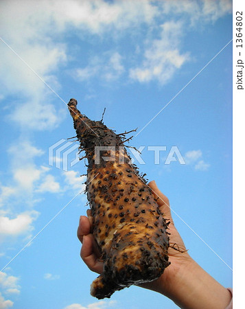 家庭菜園で収穫したヤマトイモ 1364802