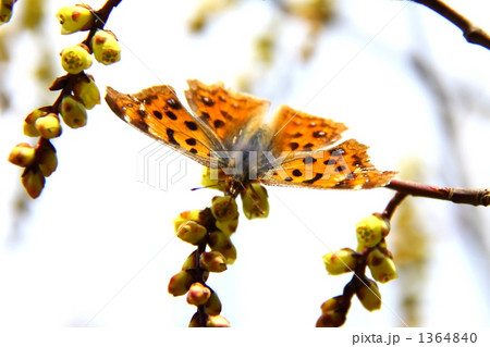 キタテハ 1364840